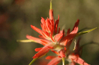 Indian Paintbrush by Steven Horne